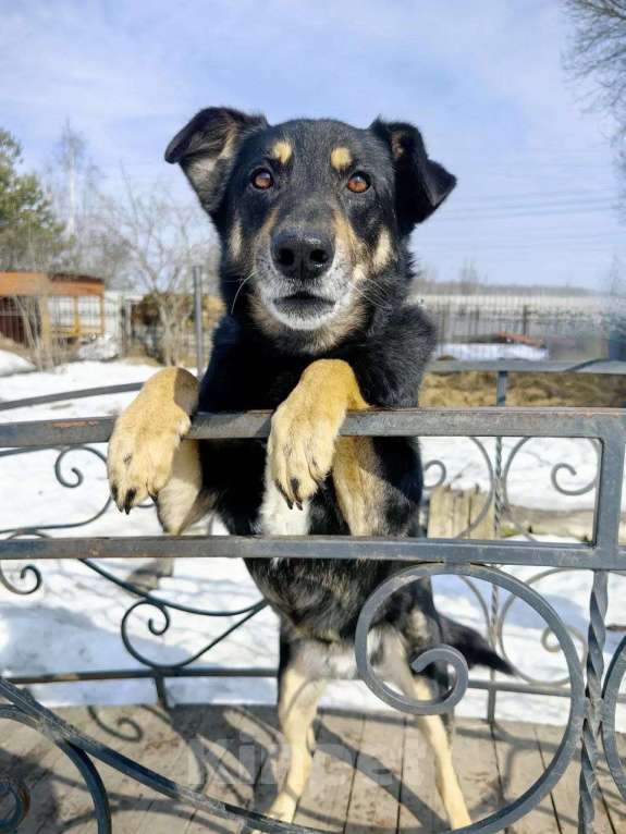 Собаки в Москве: Умный, верный, ласковый пес Жорж ищет дом Мальчик, Бесплатно - фото 1