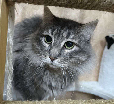 Кошечка Пушинка в добрые руки