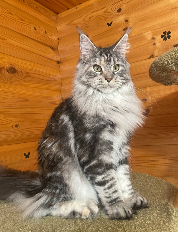 Кошки в Москве: Котёнок Мейн-кун, девочка Девочка, 30 000 руб. - фото 1