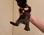 Кошки в Брянске: Котенок мейн-кун Девочка, 8 000 руб. - фото 2