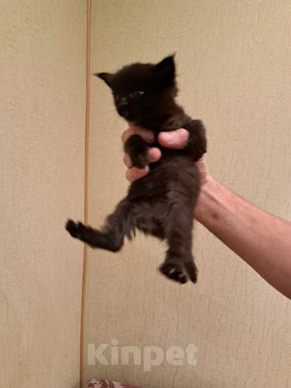 Кошки в Брянске: Котенок мейн-кун Девочка, 8 000 руб. - фото 2