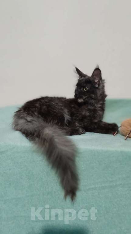 Кошки в Москве: Мейн-кун девочка Девочка, 30 000 руб. - фото 4