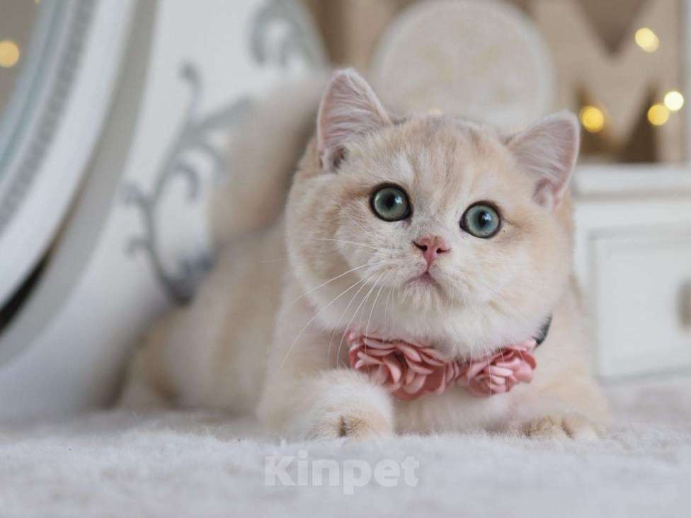 Кошки в Москве: Британский мальчик Финист Мальчик, 150 000 руб. - фото 2