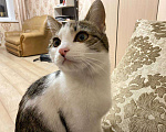 Кошки в Ставрополе: Отдам по истине в добрые руки  Девочка, Бесплатно - фото 6
