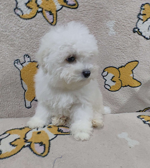 Щенки Бишон фризе