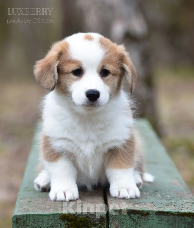 Собаки в Санкт-Петербурге: Вельш Корги Пемброк Девочка, Бесплатно - фото 2