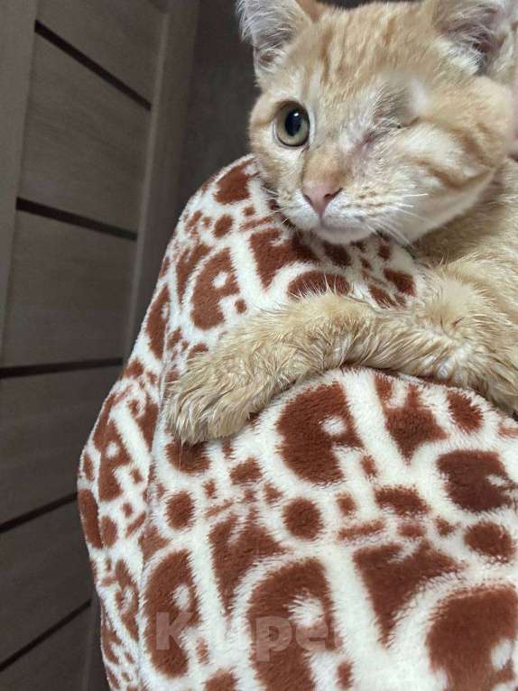 Кошки в Москве: рыжий котенок Солнышко ищет дом Мальчик, 10 руб. - фото 5