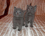 Кошки в Ливны: Русские голубые котята, с доставкой., Бесплатно - фото 1