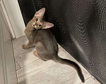 Кошки в Краснодаре: Абиссинская кошка Мальчик, 1 руб. - фото 1