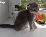 Кошки в Москве: Шотландский вислоухий короткошёрстный котёнок Девочка, 15 000 руб. - фото 4
