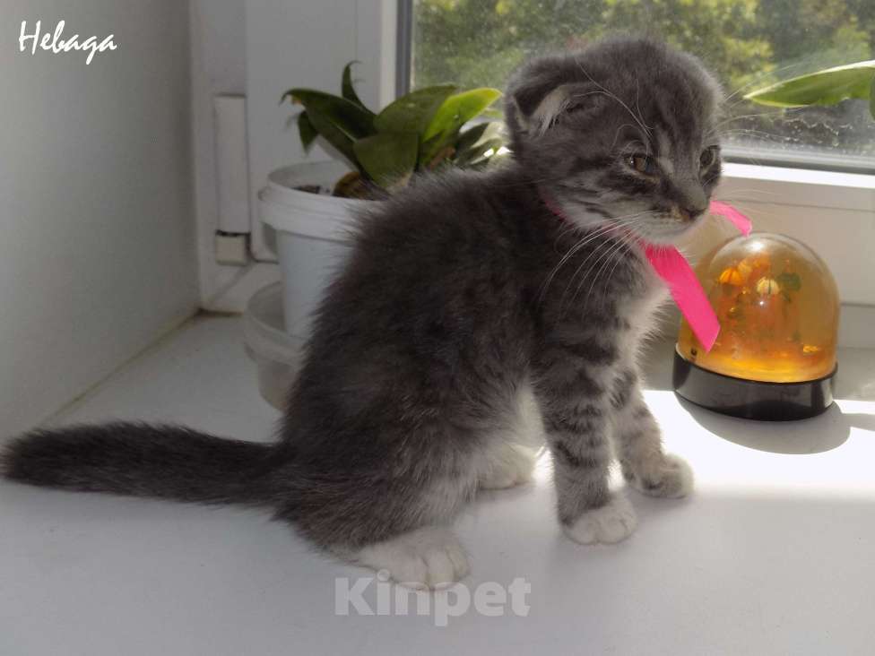 Кошки в Москве: Шотландский вислоухий короткошёрстный котёнок Девочка, 15 000 руб. - фото 4