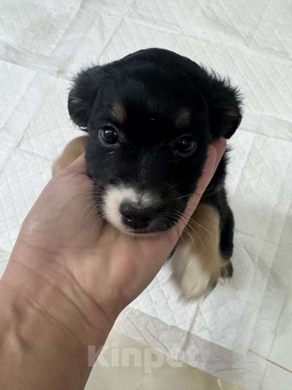 Собаки в Москве: Кнопочка ищет дом Девочка, Бесплатно - фото 3