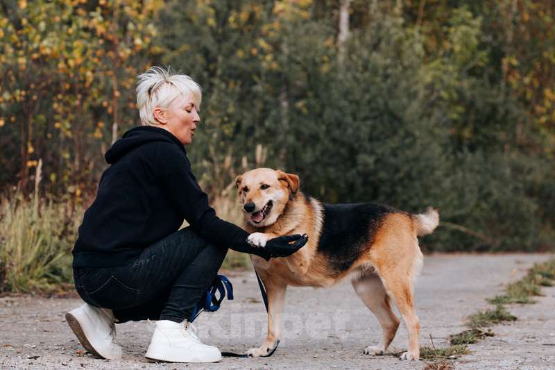 Собаки в Москве: Брошенная плохими хозяевами умница Сима ищет дом Девочка, 1 руб. - фото 4