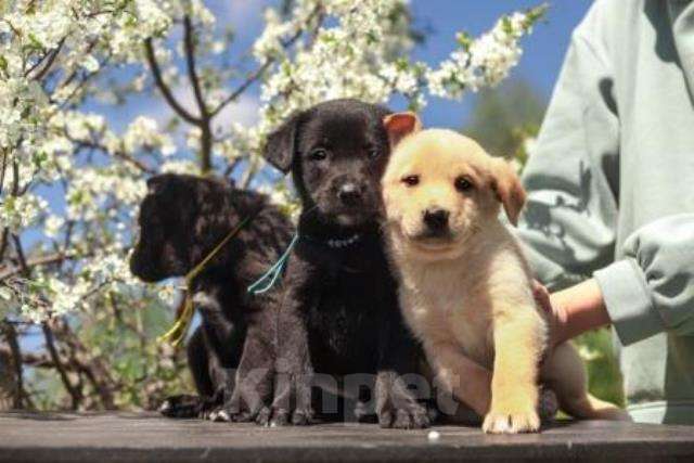 Собаки в Москве: Очаровательные домашние щенки, мальчики и девочки в добрые руки , 10 руб. - фото 1