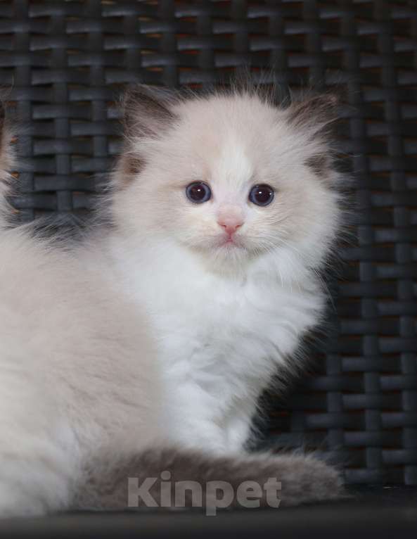 Кошки в Санкт-Петербурге: рэгдолл Мальчик, 65 000 руб. - фото 5