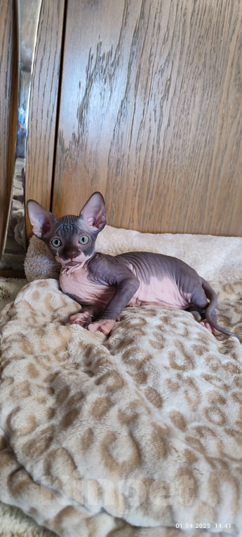 Кошки в Москве: Боннита-канадский сфинкс  Девочка, Бесплатно - фото 6