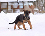 Собаки в Твери: Подрощенные щенки немецкой овчарки! Девочка, 60 000 руб. - фото 1