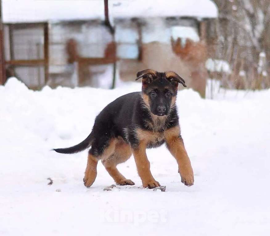 Собаки в Твери: Подрощенные щенки немецкой овчарки! Девочка, 60 000 руб. - фото 1