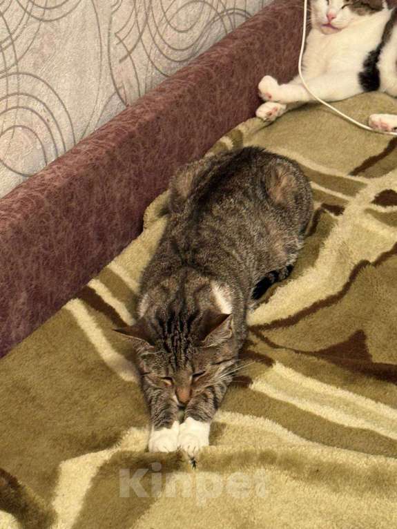 Кошки в Калуге: Кошка Девочка, Бесплатно - фото 3