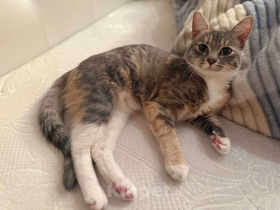 Кошки в Санкт-Петербурге: Котята в добрые руки Девочка, Бесплатно - фото 1