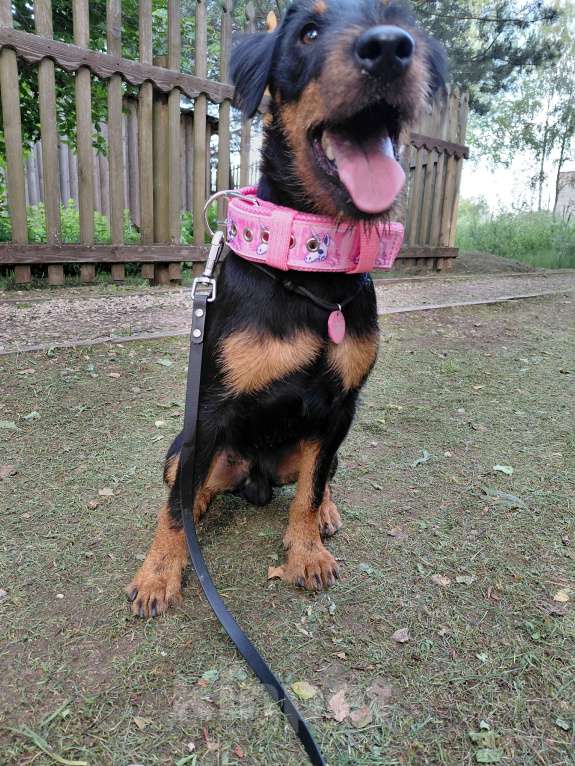 Собаки в Челябинске: Щенок ягдтерьера  Мальчик, 16 000 руб. - фото 3