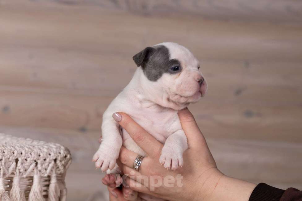 Собаки в Королеве: Американский булли стандарт Девочка, 150 000 руб. - фото 9