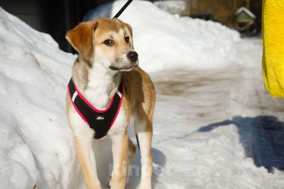 Собаки в Москве: Рыжий щенок девочка в добрые руки Мальчик, 11 руб. - фото 2