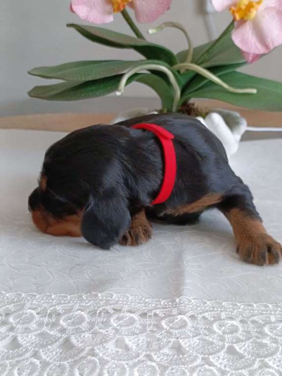 Собаки в Москве: Русский охотничий спаниель девочка Девочка, 50 000 руб. - фото 4