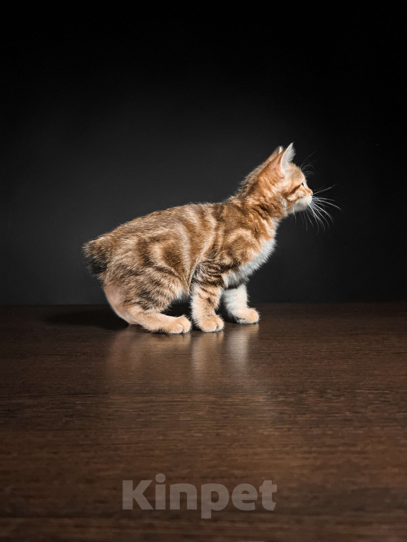 Кошки в Москве: Котята курильского бобтейла короткошерстные  Девочка, Бесплатно - фото 5