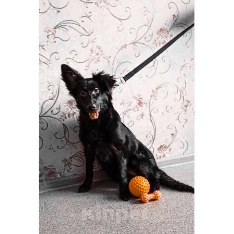 Собаки в Казани: Щенок подросток Девочка, Бесплатно - фото 2