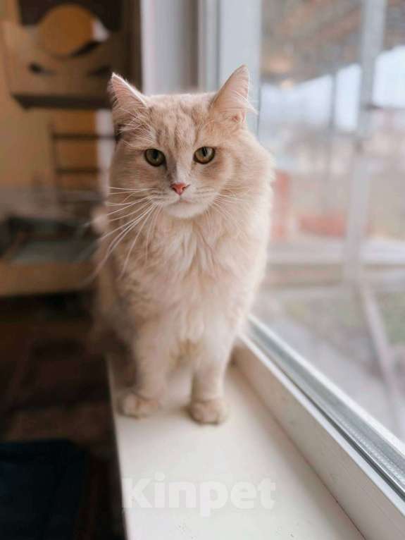 Кошки в Балашихе: Ерошка Мальчик, Бесплатно - фото 4