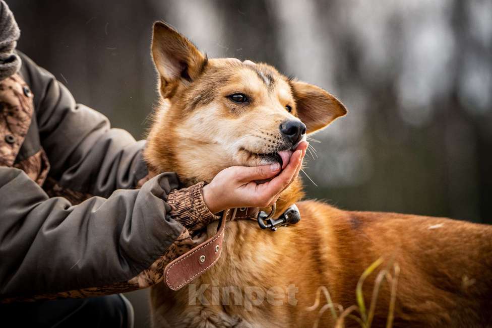 Собаки в Клине: Рико — пёс, созданный для людей Мальчик, Бесплатно - фото 2