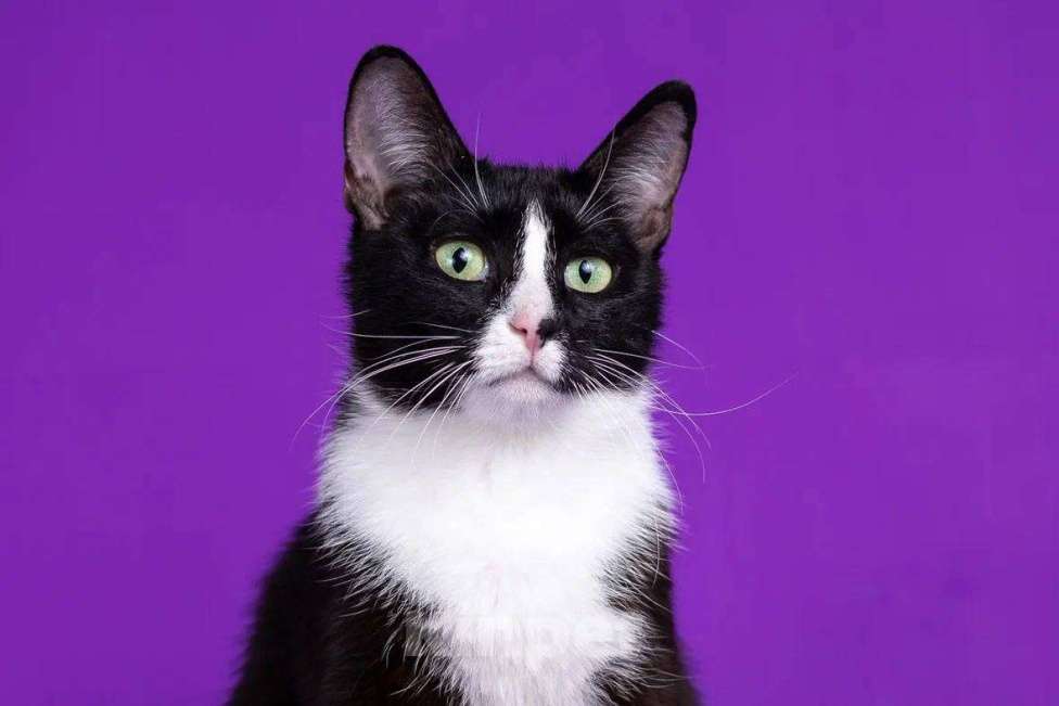 Кошки в Москве: Лаковая Триша Девочка, Бесплатно - фото 3