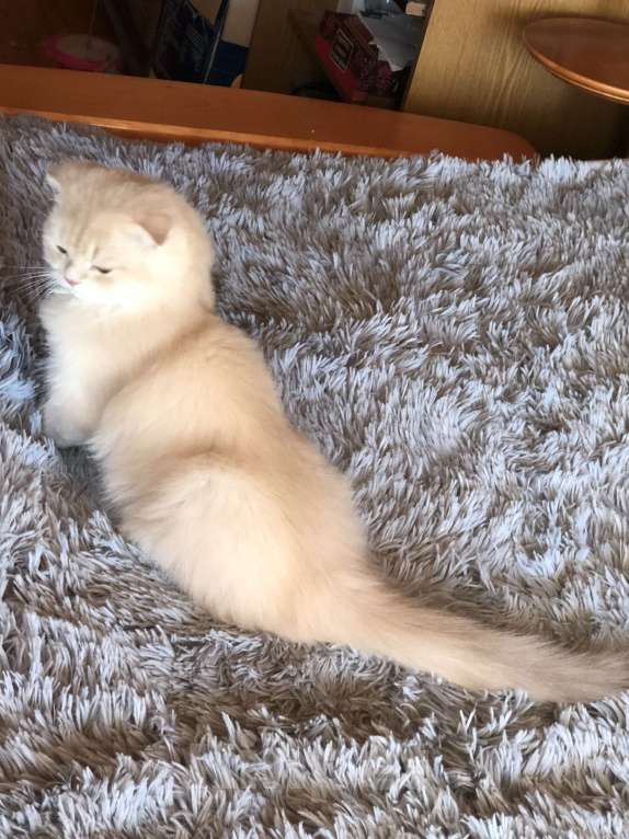 Кошки в Сестрорецке: Марсель очень душевный Мальчик, 25 000 руб. - фото 3