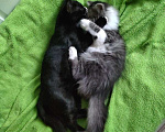 Кошки в Старом Купавне: Котенок в добрые руки Девочка, Бесплатно - фото 7