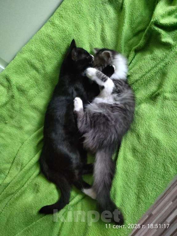Кошки в Старом Купавне: Котенок в добрые руки Девочка, Бесплатно - фото 7