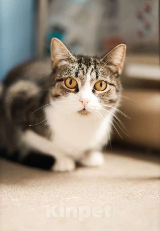 Кошки в Санкт-Петербурге: Шарлотта из приюта в добрые руки Девочка, Бесплатно - фото 7