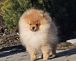 Собаки в Тюмени: Девочка померанского шпица Девочка, Бесплатно - фото 1