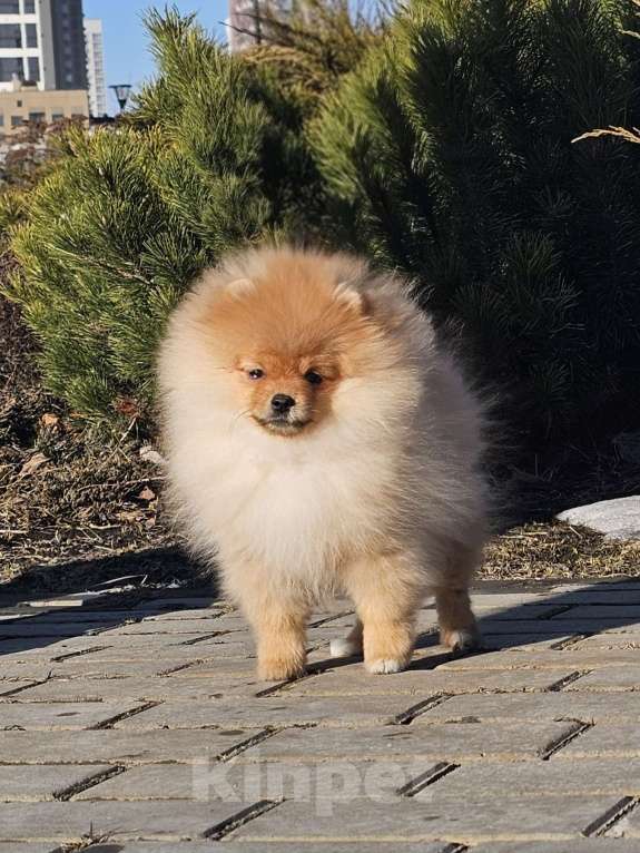 Собаки в Тюмени: Девочка померанского шпица Девочка, Бесплатно - фото 1