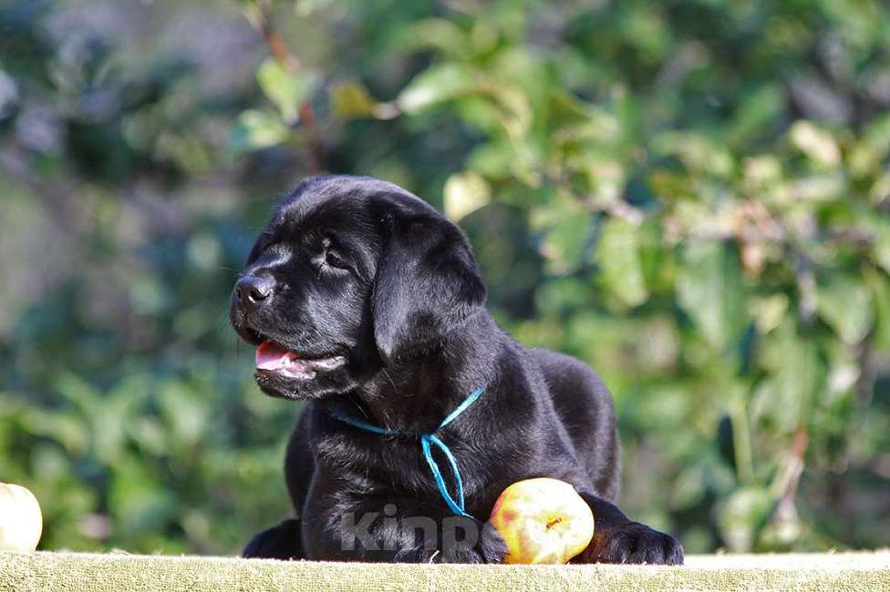 Собаки в Новороссийске: Великолепный малыш из питомника  Мальчик, 90 000 руб. - фото 1