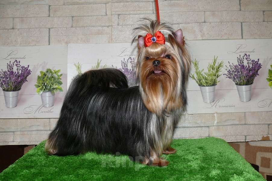 Собаки в Королеве: Девочка йорк, 9 мес. Девочка, 85 000 руб. - фото 2