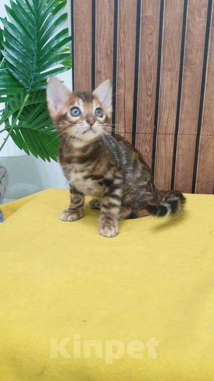 Кошки в Москве: Бенгальстке котята с документами. Мальчик, 55 000 руб. - фото 2