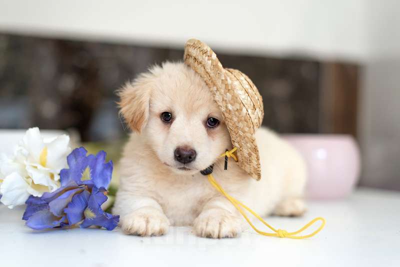 Собаки в Москве: Белые щенки от болонки и вельш корги в добрые руки Девочка, Бесплатно - фото 4