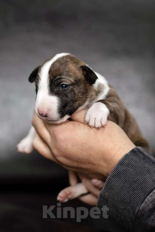 Собаки в Краснодаре: Тигровая красотка Девочка, 100 000 руб. - фото 2