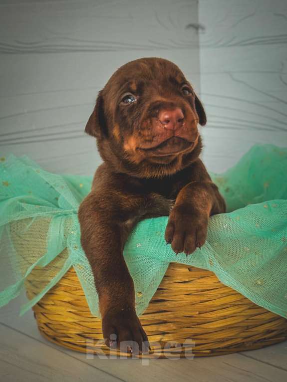 Собаки в Москве: Фиолетовая лента кобель Мальчик, 90 000 руб. - фото 2