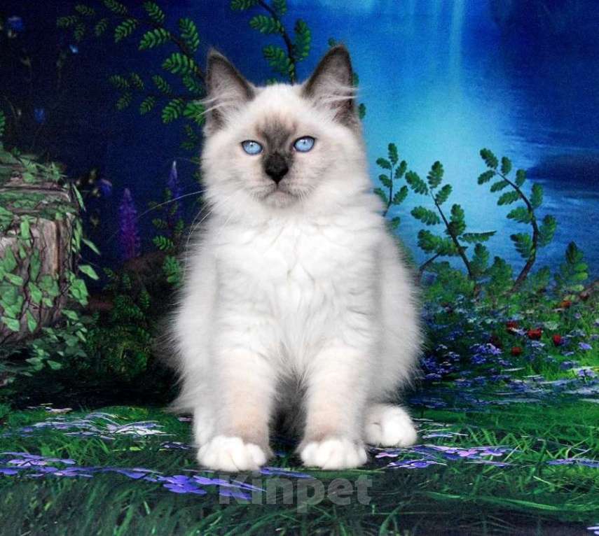 Кошки в Москве: Красотка Искра Девочка, Бесплатно - фото 5