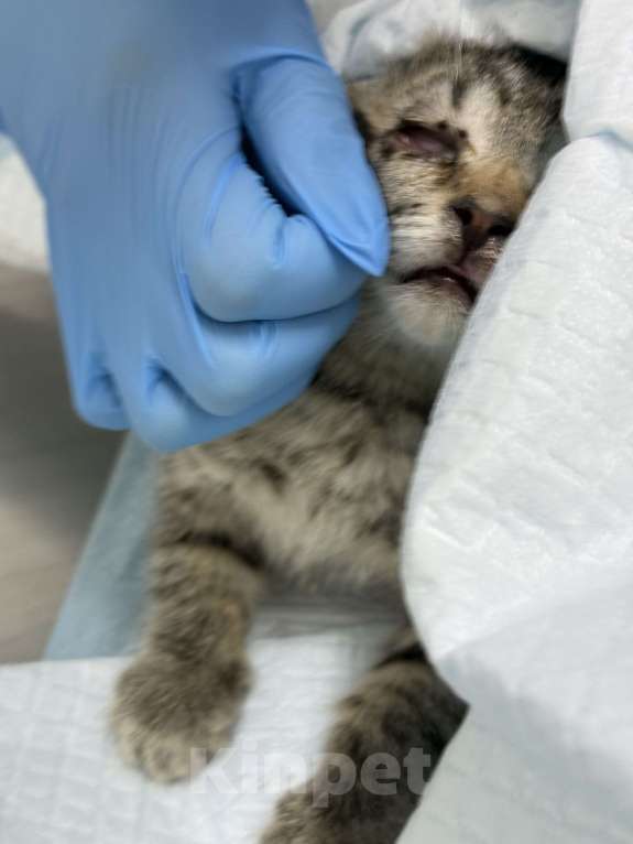 Кошки в Москве: Котенок Мегги полосатая и ласковая в добрые руки Девочка, Бесплатно - фото 5