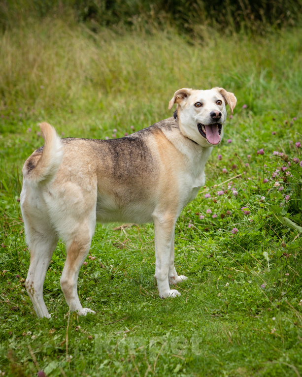Собаки в Солнечногорске: Жизнерадостная, ласковая девчонка. Семейная собака Девочка, Бесплатно - фото 2