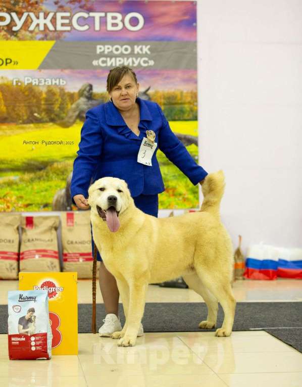 Собаки в Волгограде: племенной кобель Мальчик, Бесплатно - фото 4