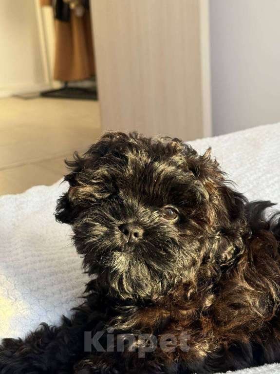 Собаки в Москве: Мальтипу Девочка, 500 руб. - фото 1